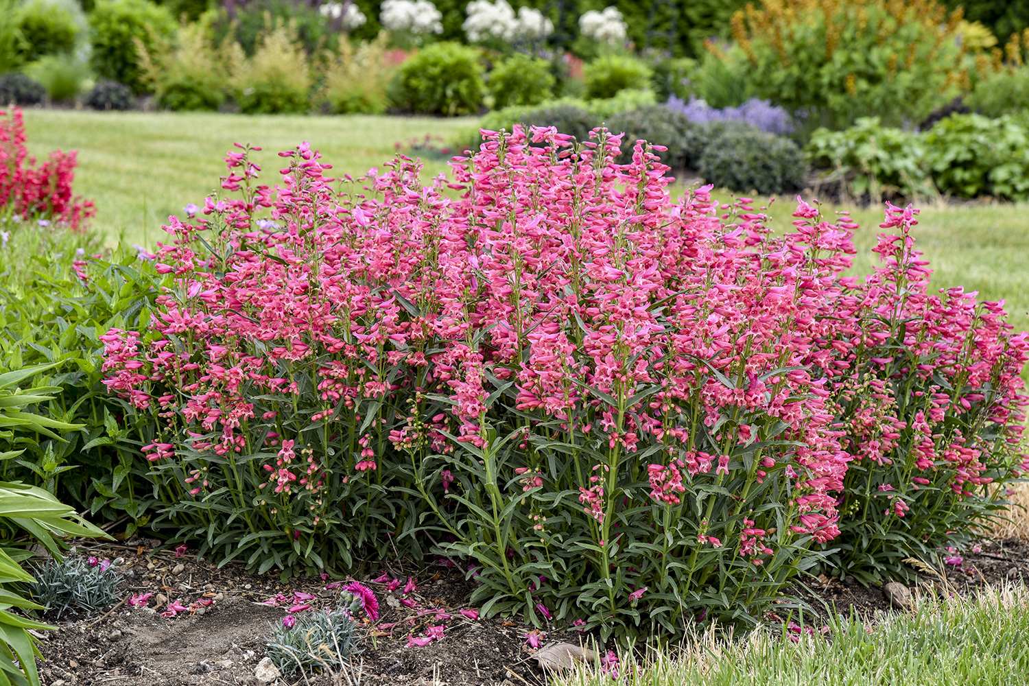 Penstemon